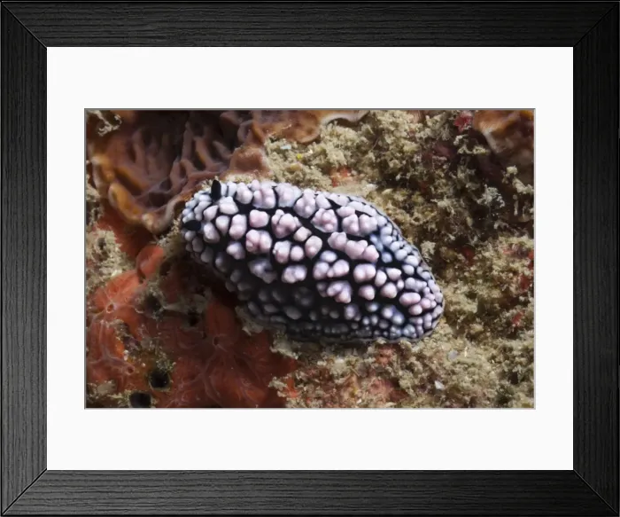 Framed Print : Nudibranch (Phyllidiella pustulosa), Southern Thailand, Andaman Sea, Indian Ocean, Southeast Asia, Asia Framed Print : Nudibranch (Phyllidiella pustulosa), Southern Thailand, Andaman Sea, Indian Ocean, Southeast Asia, Asia