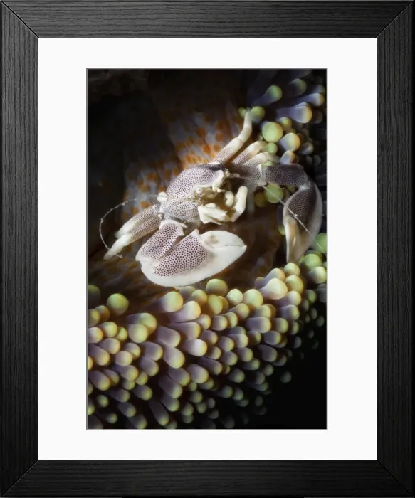 Framed Print : Porcelain crab (Neopetrolisthes oshimai), Southern Thailand, Andaman Sea, Indian Ocean, Southeast Asia, Asia Framed Print : Porcelain crab (Neopetrolisthes oshimai), Southern Thailand, Andaman Sea, Indian Ocean, Southeast Asia, Asia