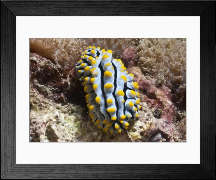 Framed Print : Blue candy nudibranch (Phyllida varicosa), Southern Thailand, Andaman Sea, Indian Ocean, Southeast Asia, Asia