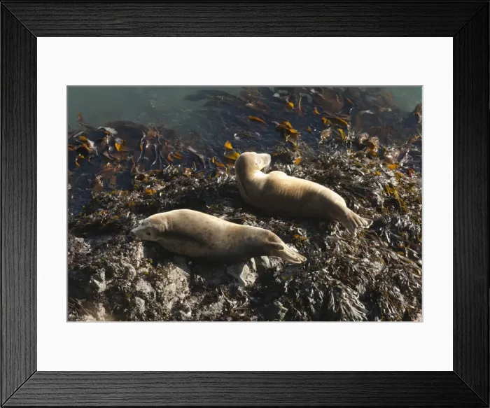 Framed Print : Atlantic grey seals (Halichoerus grypus) hauled out on rock, Skomer Island, Pembrokeshire, Wales, United Kingdom, Europe Framed Print : Atlantic grey seals (Halichoerus grypus) hauled out on rock, Skomer Island, Pembrokeshire, Wales, United Kingdom, Europe