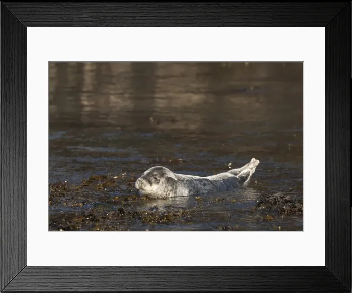 Framed Print : Atlantic grey seal (Halichoerus grypus) pup, Martins Haven, Pembrokeshire, Wales, United Kingdom, Europe Framed Print : Atlantic grey seal (Halichoerus grypus) pup, Martins Haven, Pembrokeshire, Wales, United Kingdom, Europe