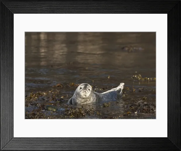 Framed Print : Atlantic grey seal (Halichoerus grypus) pup, Martins Haven, Pembrokeshire, Wales, United Kingdom, Europe Framed Print : Atlantic grey seal (Halichoerus grypus) pup, Martins Haven, Pembrokeshire, Wales, United Kingdom, Europe