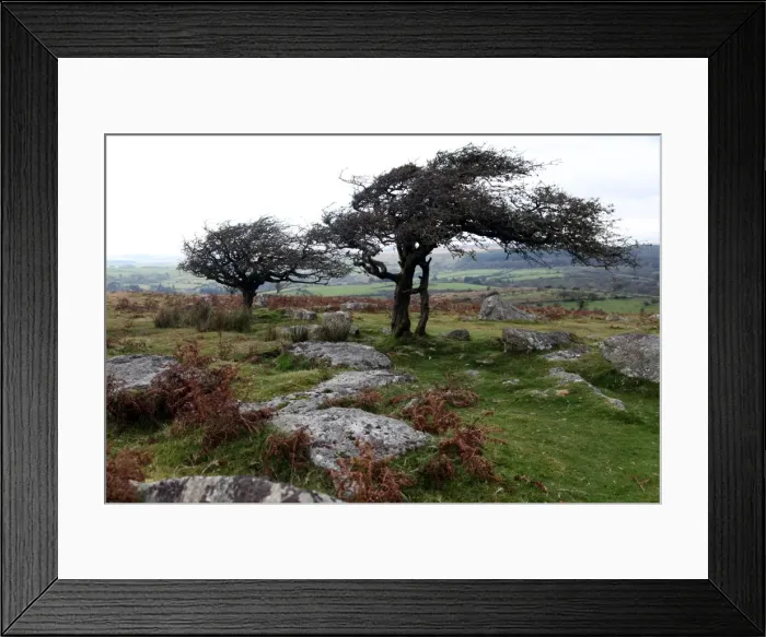 Framed Print : Two windswept trees, near Hexworthy, Dartmoor, Devon, England, United Kingdom, Europe Framed Print : Two windswept trees, near Hexworthy, Dartmoor, Devon, England, United Kingdom, Europe