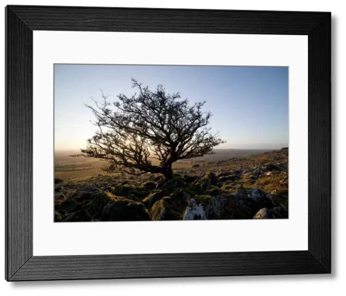 Framed Print : Stunted tree on Dartmoor, Devon, England, United Kingdom, Europe Framed Print : Stunted tree on Dartmoor, Devon, England, United Kingdom, Europe