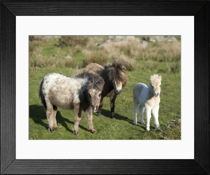 Framed Print : Ponies and foal on Dartmoor, Devon, England, United Kingdom, Europe Framed Print : Ponies and foal on Dartmoor, Devon, England, United Kingdom, Europe