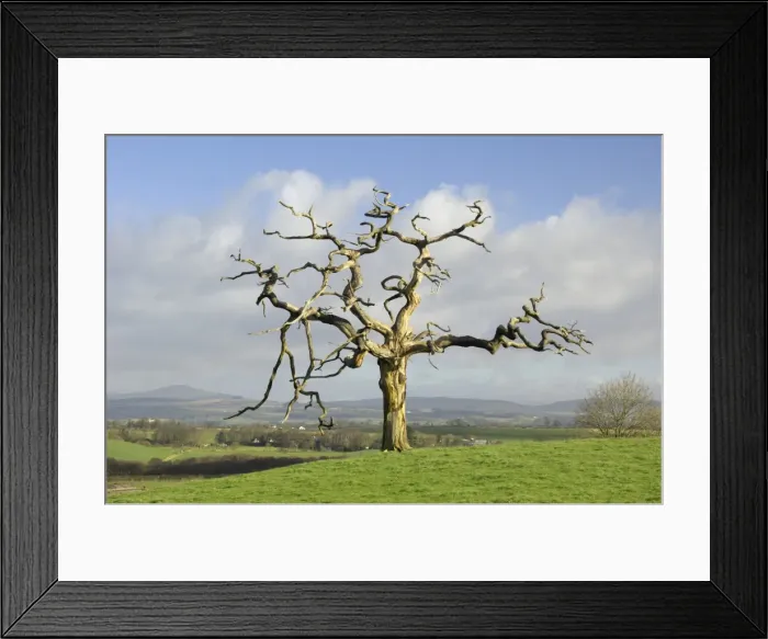 Framed Print : A dead tree forms graphic shapes, United Kingdom, Europe Framed Print : A dead tree forms graphic shapes, United Kingdom, Europe