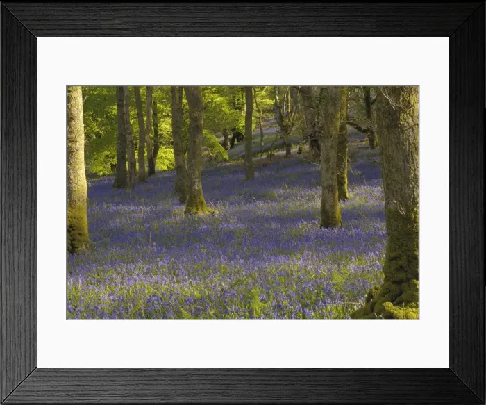 Framed Print : Bluebells in Carstramon Wood, Dumfries and Galloway, Scotland, United Kingdom, Europe Framed Print : Bluebells in Carstramon Wood, Dumfries and Galloway, Scotland, United Kingdom, Europe