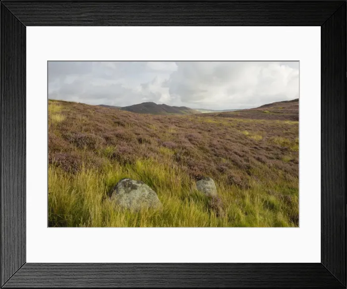 Framed Print : Heather on the Galloway Hills, Castramont Hill looking towards Craig of Grobdale, Dumfries and Galloway, Scotland, United Kingdom, Europe Framed Print : Heather on the Galloway Hills, Castramont Hill looking towards Craig of Grobdale, Dumfries and Galloway, Scotland, United Kingdom, Europe