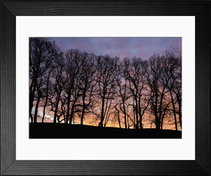 Framed Print : Dawn over copse of oak trees, Dumfries and Galloway, Scotland, United Kingdom, Europe Framed Print : Dawn over copse of oak trees, Dumfries and Galloway, Scotland, United Kingdom, Europe