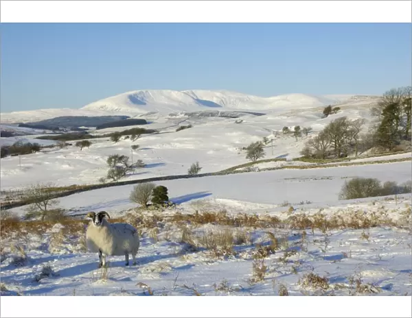 Black faced sheep with Cairnsmore of Fleet in the background in winter snow, Laghead, Dumfries and Galloway, Scotland, United Kingdom, Europe
