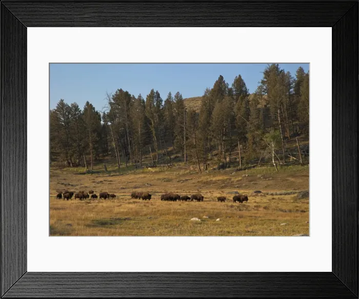 Framed Print : Bison herd in early morning sun, Lamar Valley, Yellowstone National Park, UNESCO World Heritage Site, Wyoming, United States of America, North America Framed Print : Bison herd in early morning sun, Lamar Valley, Yellowstone National Park, UNESCO World Heritage Site, Wyoming, United States of America, North America