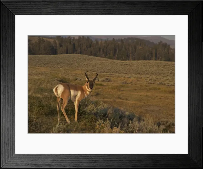 Framed Print : Pronghorn buck (Antilocapra americana), Lamar Valley, Yellowstone National Park, UNESCO World Heritage Site, Wyoming, United States of America, North America Framed Print : Pronghorn buck (Antilocapra americana), Lamar Valley, Yellowstone National Park, UNESCO World Heritage Site, Wyoming, United States of America, North America