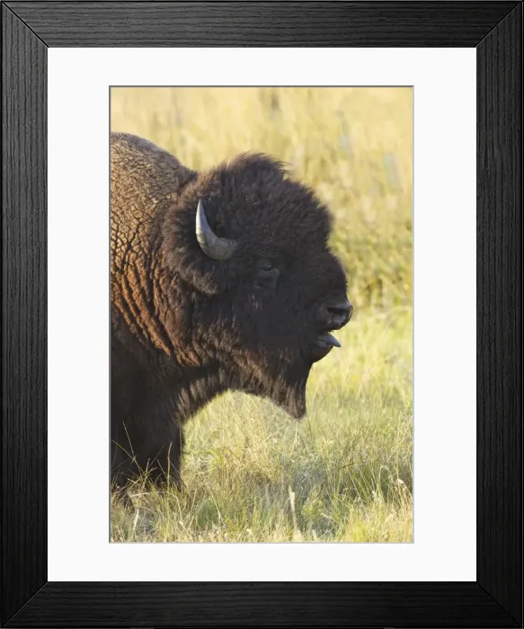 Framed Print : Bison in the Lamar Valley, Yellowstone National Park, UNESCO World Heritage Site, Wyoming, United States of America, North America Framed Print : Bison in the Lamar Valley, Yellowstone National Park, UNESCO World Heritage Site, Wyoming, United States of America, North America