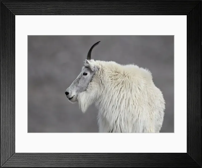 Framed Print : Mountain goat (Oreamnos americanus), Mount Evans, Arapaho-Roosevelt National Forest, Colorado, United States of America, North America Framed Print : Mountain goat (Oreamnos americanus), Mount Evans, Arapaho-Roosevelt National Forest, Colorado, United States of America, North America