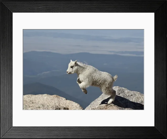 Framed Print : Mountain goat (Oreamnos americanus) kid jumping, Mount Evans, Arapaho-Roosevelt National Forest, Colorado, United States of America, North America Framed Print : Mountain goat (Oreamnos americanus) kid jumping, Mount Evans, Arapaho-Roosevelt National Forest, Colorado, United States of America, North America