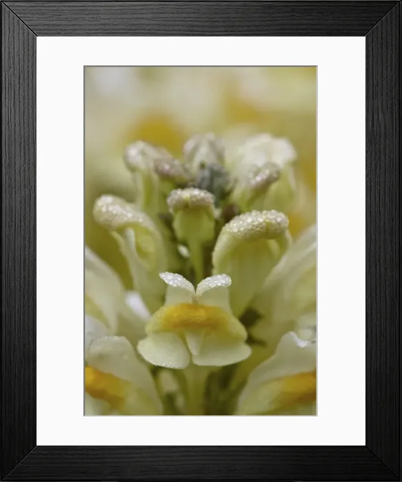 Framed Print : Butter-and-eggs (common toadflax) (yellow toadflax) (Linaria vulgaris), San Juan National Forest, Colorado, United States of America, North America Framed Print : Butter-and-eggs (common toadflax) (yellow toadflax) (Linaria vulgaris), San Juan National Forest, Colorado, United States of America, North America