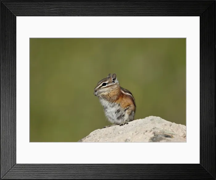 Framed Print : Colorado chipmunk (Eutamias quadrivittatus) eating, San Juan National Forest, Colorado, United States of America, North America Framed Print : Colorado chipmunk (Eutamias quadrivittatus) eating, San Juan National Forest, Colorado, United States of America, North America