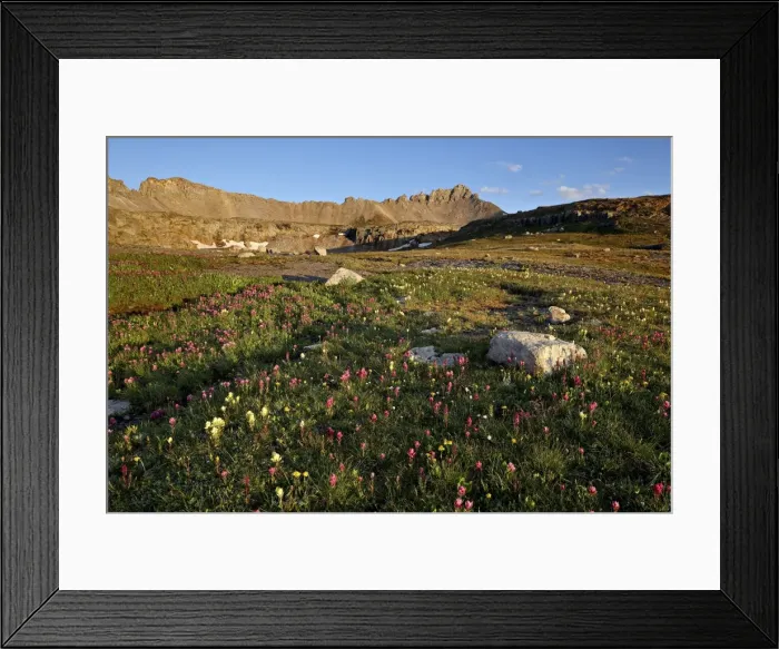 Framed Print : Alpine meadow with wildflowers, San Juan National Forest, Colorado, United States of America, North America Framed Print : Alpine meadow with wildflowers, San Juan National Forest, Colorado, United States of America, North America