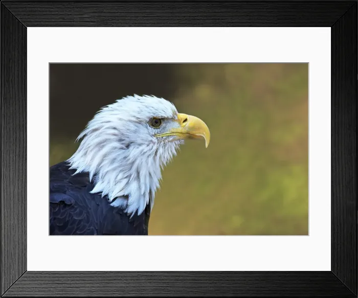 Framed Print : Captive bald eagle (Haliaeetus leucocephalus), Grizzly and Wolf Discovery Centre, West Yellowstone, Montana, United States of America, North America Framed Print : Captive bald eagle (Haliaeetus leucocephalus), Grizzly and Wolf Discovery Centre, West Yellowstone, Montana, United States of America, North America