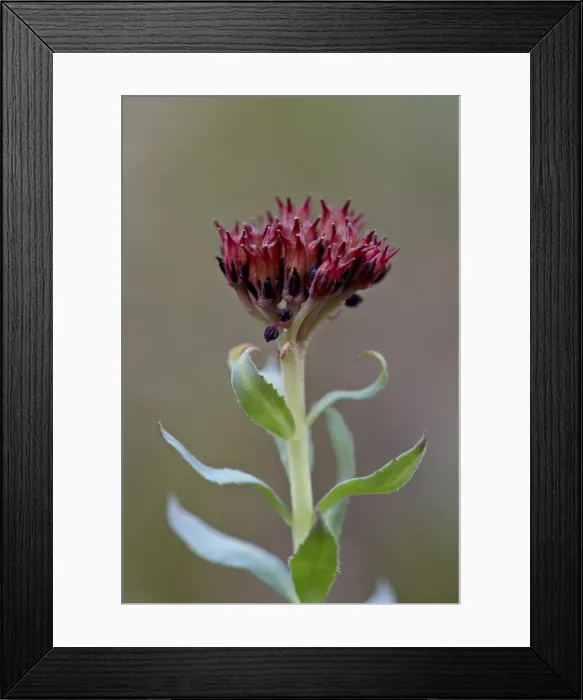 Framed Print : Roseroot (kings crown) (Sedum rosea), Gunnison National Forest, Colorado, United States of America, North America Framed Print : Roseroot (kings crown) (Sedum rosea), Gunnison National Forest, Colorado, United States of America, North America