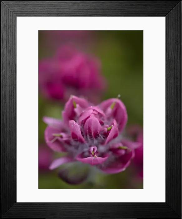 Framed Print : Rosy paintbrush (split-leaf Indian paintbrush) (spliteaf Indian paintbrush) (Castilleja rhexifolia), San Juan National Forest, Colorado, United States of America, North America Framed Print : Rosy paintbrush (split-leaf Indian paintbrush) (spliteaf Indian paintbrush) (Castilleja rhexifolia), San Juan National Forest, Colorado, United States of America, North America