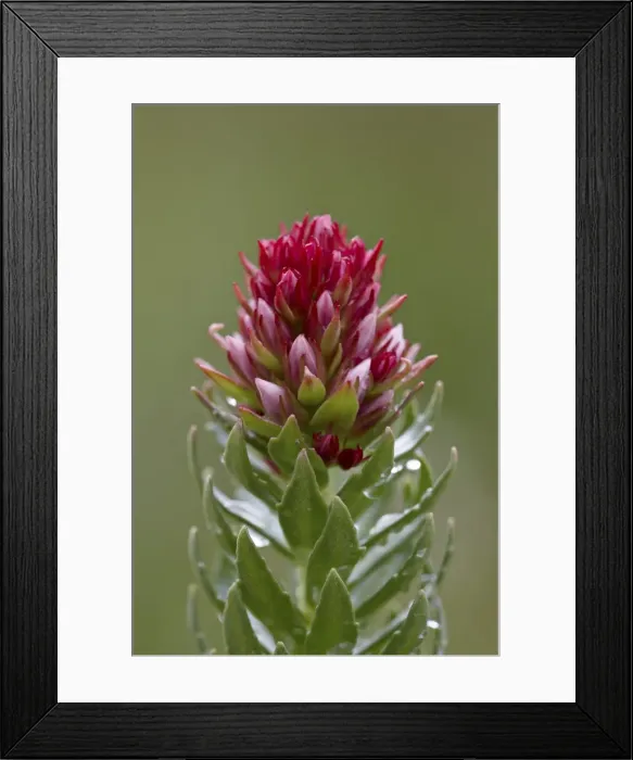 Framed Print : Queens crown (rose crown) (redpod stonecrop) (Clementsia rhodantha) (Sedum rhodanthum) (Rhodiola rhodantha), San Juan National Forest, Colorado, United States of America, North America Framed Print : Queens crown (rose crown) (redpod stonecrop) (Clementsia rhodantha) (Sedum rhodanthum) (Rhodiola rhodantha), San Juan National Forest, Colorado, United States of America, North America
