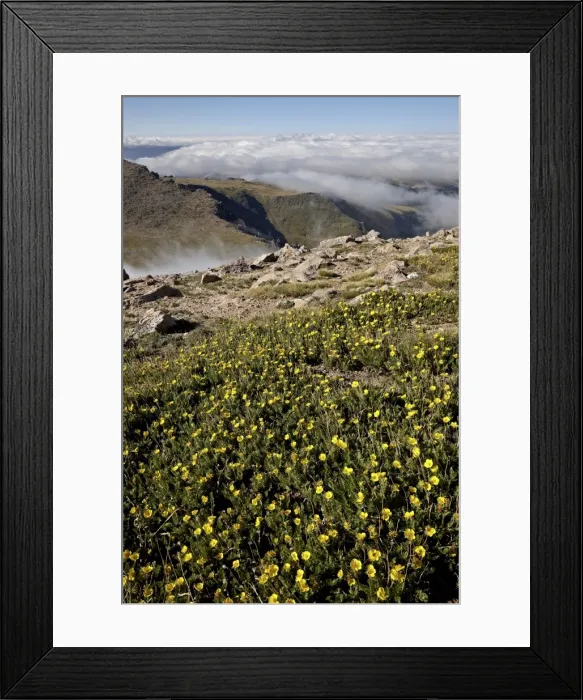 Framed Print : Alpine avens (Acomastylis rossii turbinata) above the clouds, Mount Evans, Arapaho-Roosevelt National Forest, Colorado, United States of America, North America