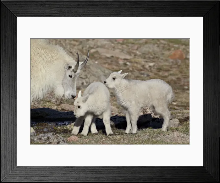Framed Print : Mountain goat (Oreamnos americanus) nanny and kids, Mount Evans, Arapaho-Roosevelt National Forest, Colorado, United States of America, North America Framed Print : Mountain goat (Oreamnos americanus) nanny and kids, Mount Evans, Arapaho-Roosevelt National Forest, Colorado, United States of America, North America