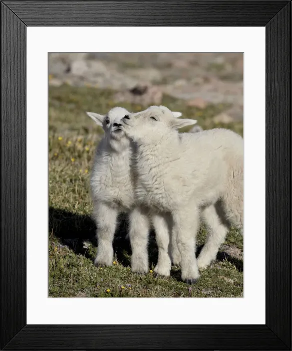 Framed Print : Two mountain goat (Oreamnos americanus) kids playing, Mount Evans, Arapaho-Roosevelt National Forest, Colorado, United States of America, North America Framed Print : Two mountain goat (Oreamnos americanus) kids playing, Mount Evans, Arapaho-Roosevelt National Forest, Colorado, United States of America, North America