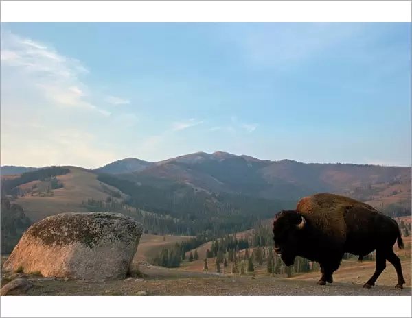 Bison and Mount Washburn in early morning light, Yellowstone National Park, UNESCO World Heritage Site, Wyoming, United States of America, North America