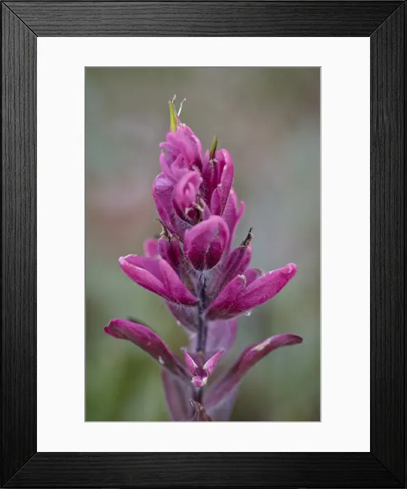 Framed Print : Rosy pintbrush (Castilleja rhexifolia), Gunnison National Forest, Colorado, United States of America, North America Framed Print : Rosy pintbrush (Castilleja rhexifolia), Gunnison National Forest, Colorado, United States of America, North America