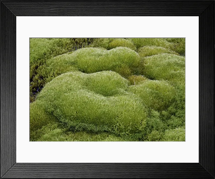 Framed Print : Close-up of moss forms, San Juan National Forest, Colorado, United States of America, North America