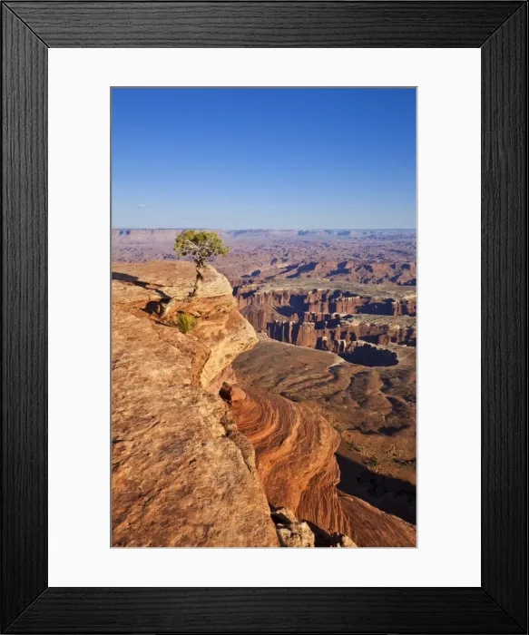 Framed Print : Grand View Point overlook and juniper tree, Island in the Sky, Canyonlands National Park, Utah, United States of America, North America Framed Print : Grand View Point overlook and juniper tree, Island in the Sky, Canyonlands National Park, Utah, United States of America, North America