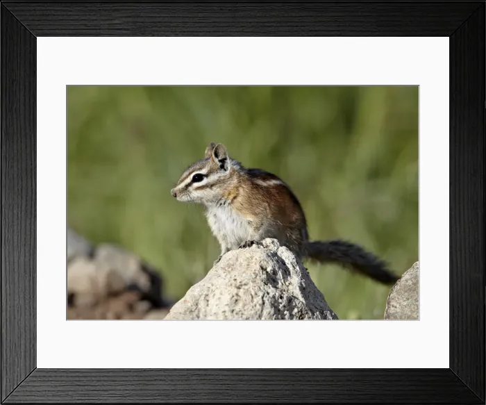Framed Print : Colorado chipmunk (Eutamias quadrivittatus), San Juan National Forest, Colorado, United States of America, North America Framed Print : Colorado chipmunk (Eutamias quadrivittatus), San Juan National Forest, Colorado, United States of America, North America