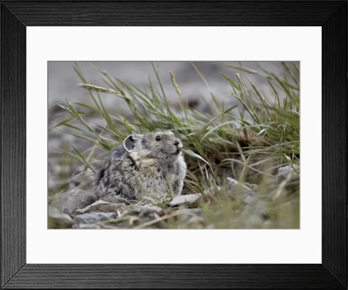 Framed Print : American pika (Ochotona princeps) eating grass, San Juan National Forest, Colorado, United States of America, North America Framed Print : American pika (Ochotona princeps) eating grass, San Juan National Forest, Colorado, United States of America, North America