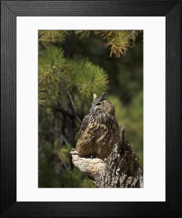 Framed Print : Eurasian eagle-owl (Bubo bubo), Bearizona Wildlife Park, Williams, Arizona, United States of America, North America Framed Print : Eurasian eagle-owl (Bubo bubo), Bearizona Wildlife Park, Williams, Arizona, United States of America, North America