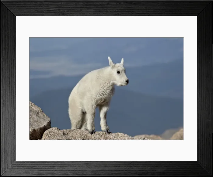 Framed Print : Mountain goat (Oreamnos americanus) kid, Mount Evans, Arapaho-Roosevelt National Forest, Colorado, United States of America, North America Framed Print : Mountain goat (Oreamnos americanus) kid, Mount Evans, Arapaho-Roosevelt National Forest, Colorado, United States of America, North America