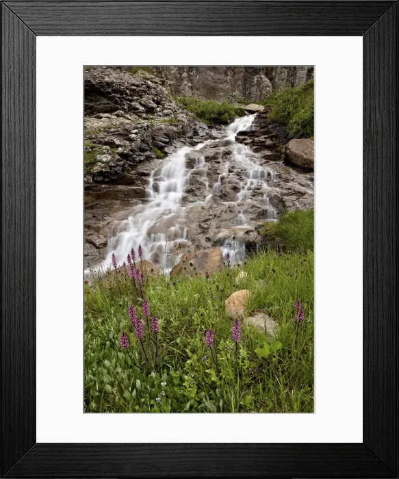 Framed Print : Cascades and elephant heads (little red elephants) (Pedicularis groenlandica), San Juan National Forest, Colorado, United States of America, North America