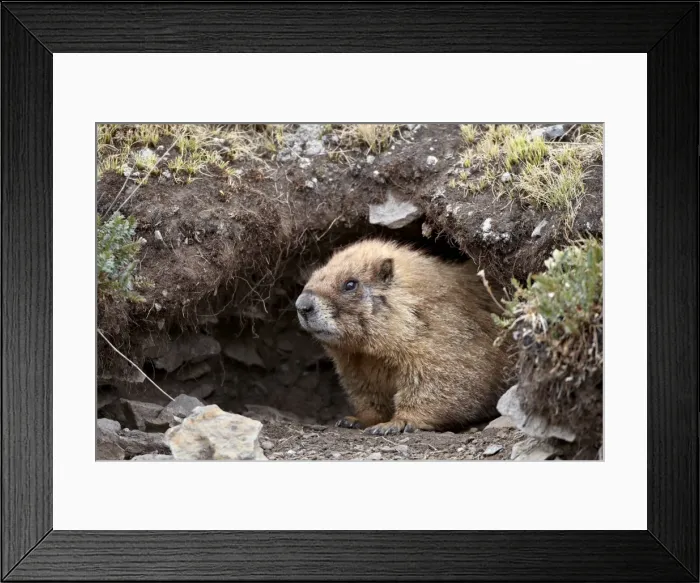 Framed Print : Yellow-bellied marmot (yellowbelly marmot) (Marmota flaviventris) at a burrow entrance, San Juan National Forest, Colorado, United States of America, North America Framed Print : Yellow-bellied marmot (yellowbelly marmot) (Marmota flaviventris) at a burrow entrance, San Juan National Forest, Colorado, United States of America, North America