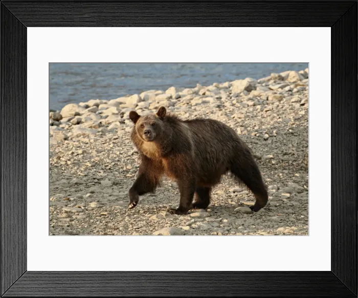 Framed Print : Grizzly bear (Ursus arctos horribilis), Glacier National Park, Montana, United States of America, North America Framed Print : Grizzly bear (Ursus arctos horribilis), Glacier National Park, Montana, United States of America, North America