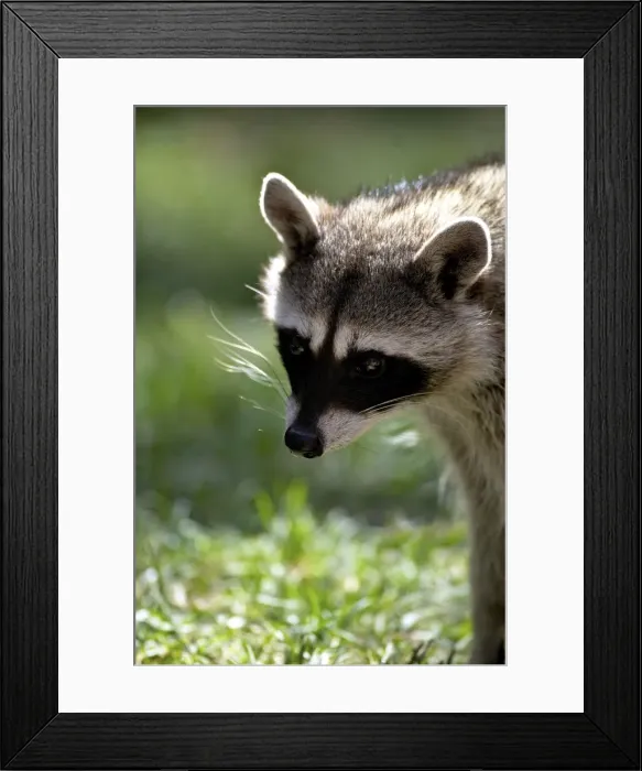 Framed Print : Portrait of common raccoon (Procyon lotor), Bearizona Wildlife Park, Williams, Arizona, United States of America, North America Framed Print : Portrait of common raccoon (Procyon lotor), Bearizona Wildlife Park, Williams, Arizona, United States of America, North America
