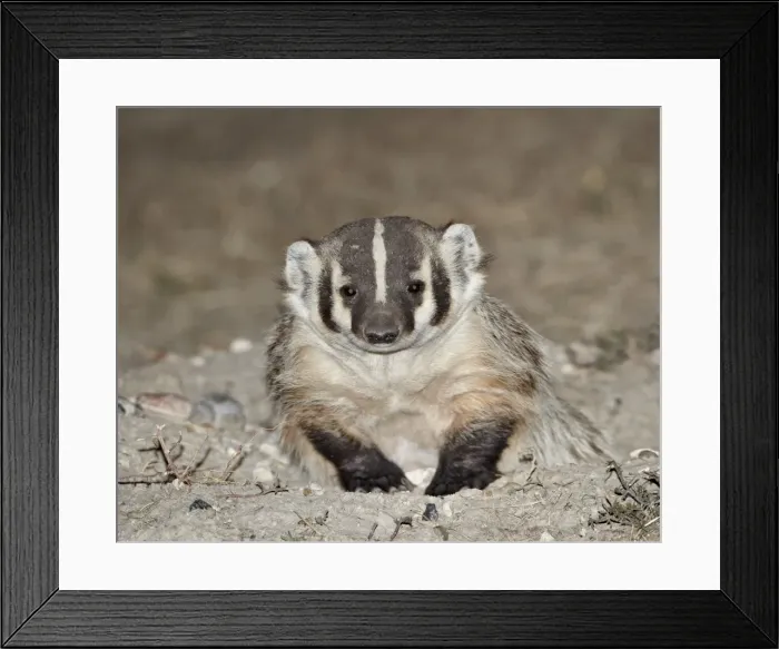 Framed Print : Badger (Taxidea taxus), Buffalo Gap National Grassland, Conata Basin, South Dakota, United States of America, North America Framed Print : Badger (Taxidea taxus), Buffalo Gap National Grassland, Conata Basin, South Dakota, United States of America, North America