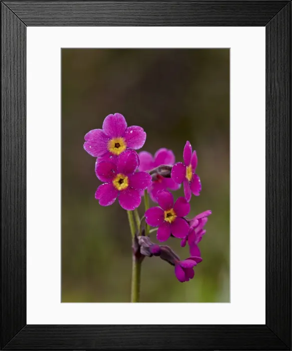 Framed Print : Parrys primrose (Primula parryi), San Juan National Forest, Colorado, United States of America, North America Framed Print : Parrys primrose (Primula parryi), San Juan National Forest, Colorado, United States of America, North America