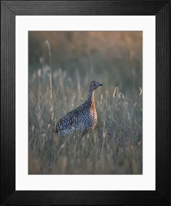 Framed Print : Sharp-tailed grouse (Tympanuchus phasianellus, previously Tetrao phasianellus), Custer State Park, South Dakota, United States of America, North America Framed Print : Sharp-tailed grouse (Tympanuchus phasianellus, previously Tetrao phasianellus), Custer State Park, South Dakota, United States of America, North America