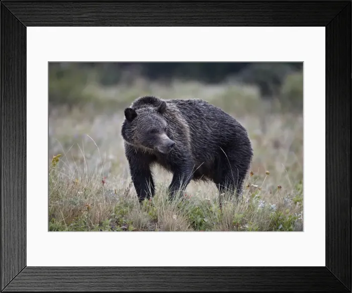 Framed Print : Grizzly bear (Ursus arctos horribilis) in the rain, Glacier National Park, Montana, United States of America, North America Framed Print : Grizzly bear (Ursus arctos horribilis) in the rain, Glacier National Park, Montana, United States of America, North America