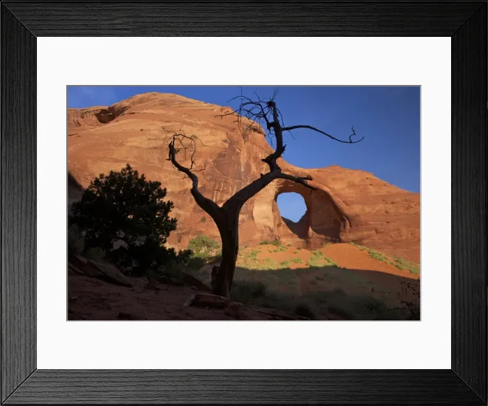 Framed Print : Dead juniper tree frames Ear of the Wind Arch, Monument Valley Navajo Tribal Park, Utah, United States of America, North America Framed Print : Dead juniper tree frames Ear of the Wind Arch, Monument Valley Navajo Tribal Park, Utah, United States of America, North America