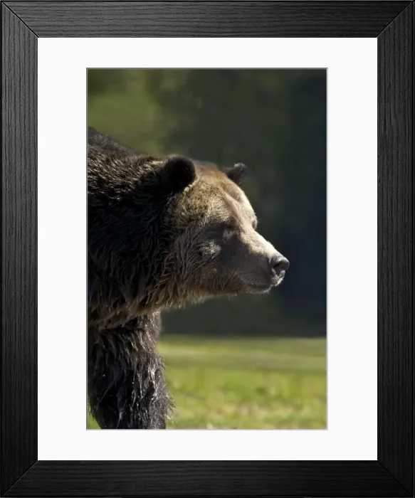 Framed Print : Grizzly bear (Ursus arctos horribilis), Grizzly and Wolf Discovery Centre, West Yellowstone, Montana, United States of America, North America Framed Print : Grizzly bear (Ursus arctos horribilis), Grizzly and Wolf Discovery Centre, West Yellowstone, Montana, United States of America, North America