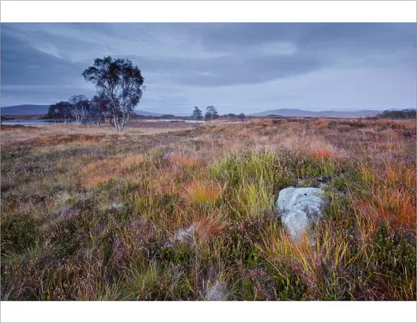 The area of Rannoch Moor, a Site of Special Scientific Interest, Highlands, Scotland, United Kingdom, Europe