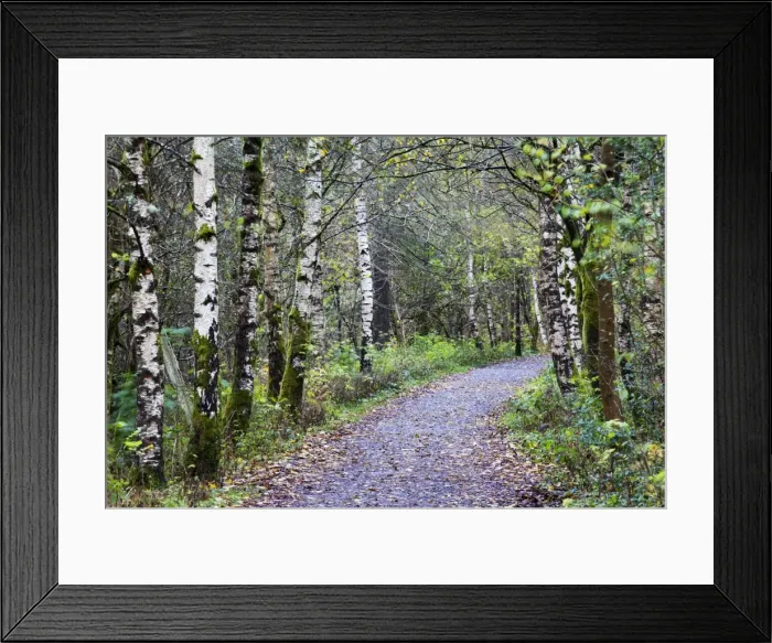 Framed Print : Silver birch trees along the Old Railway Path between Keswick and Threlkeld, Cumbria, England, United Kingdom, Europe