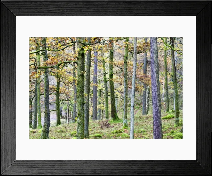 Framed Print : Pine trees in woodland near Grange, Borrowdale, Lake District National Park, Cumbria, England, United Kingdom, Europe Framed Print : Pine trees in woodland near Grange, Borrowdale, Lake District National Park, Cumbria, England, United Kingdom, Europe